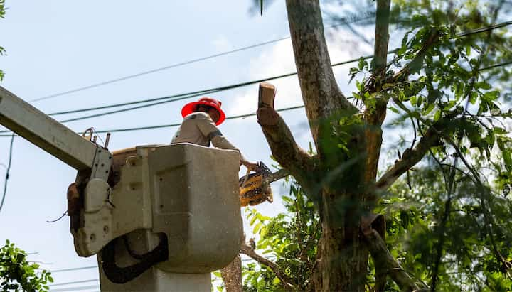 indianapolis tree service