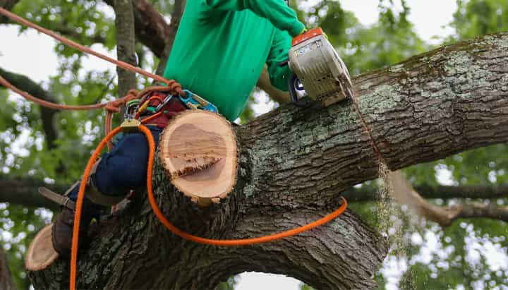 indianapolis tree service