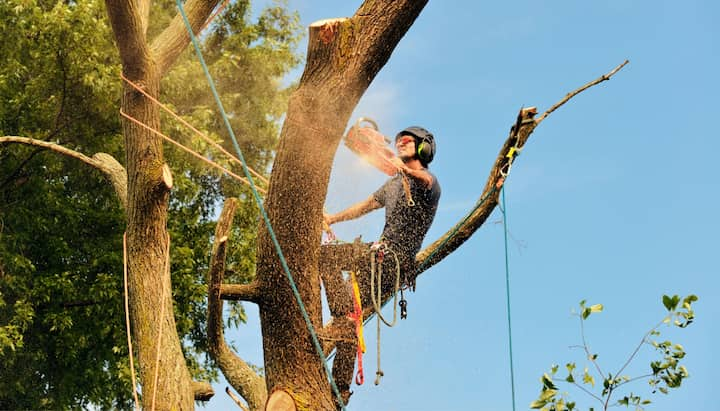 indianapolis tree service