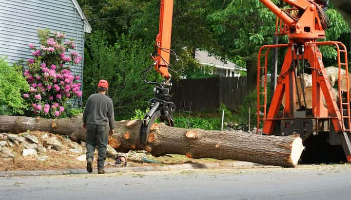 tree service indianapolis