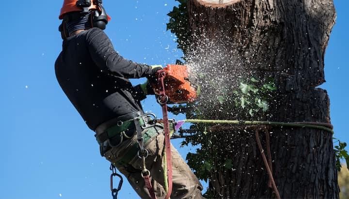 tree service indianapolis